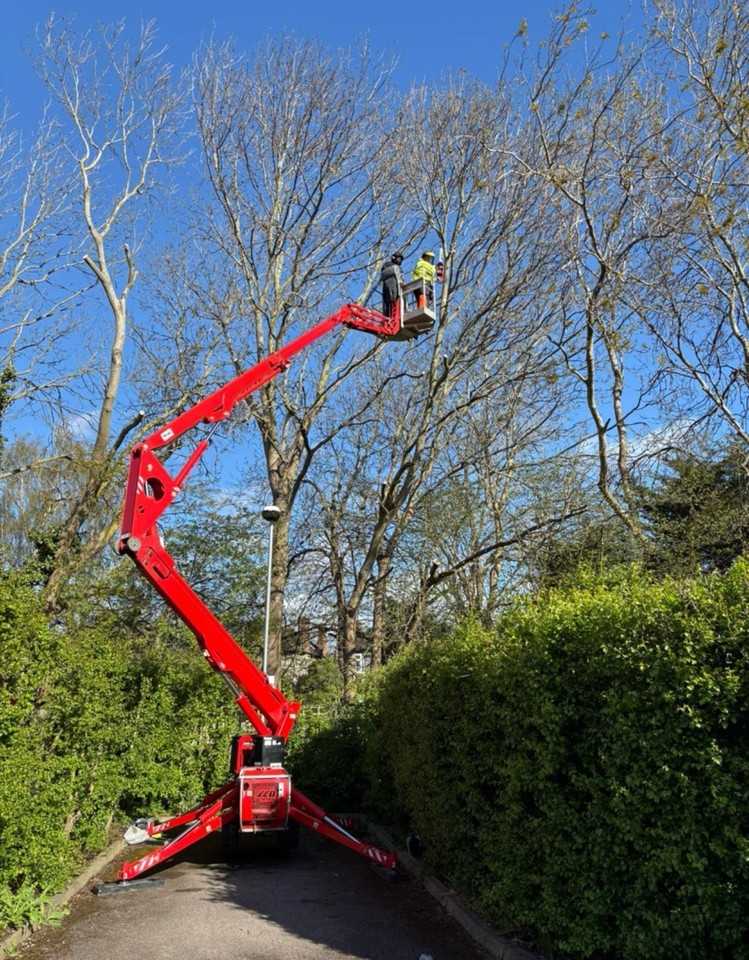Teupen LEO 18GT with workers in the raised basket working among tall trees